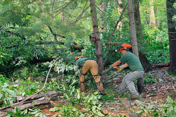 Best Local Tree Services  in State College, PA